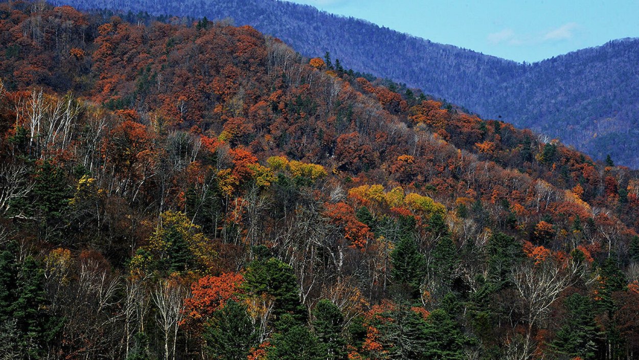 Кедрово-широколиственные леса Уссурийской тайги