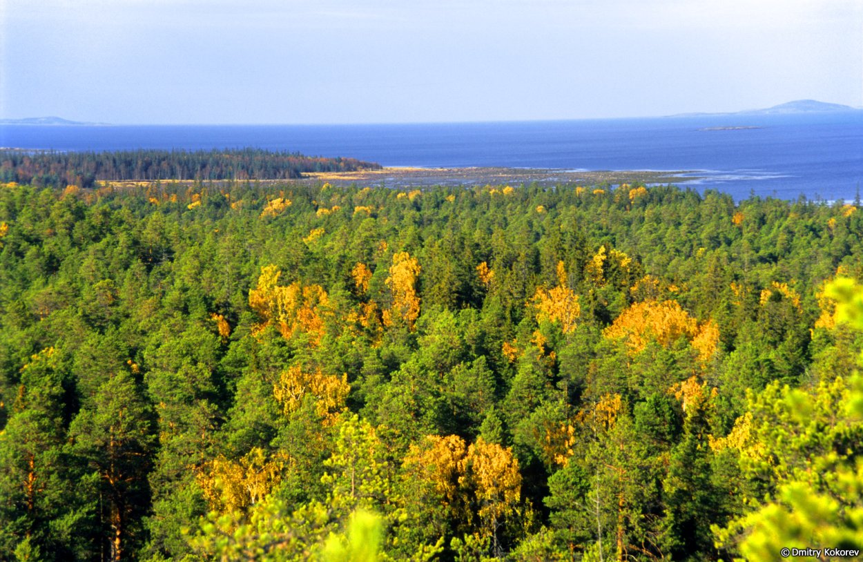 Светлохвойная Тайга Карелия