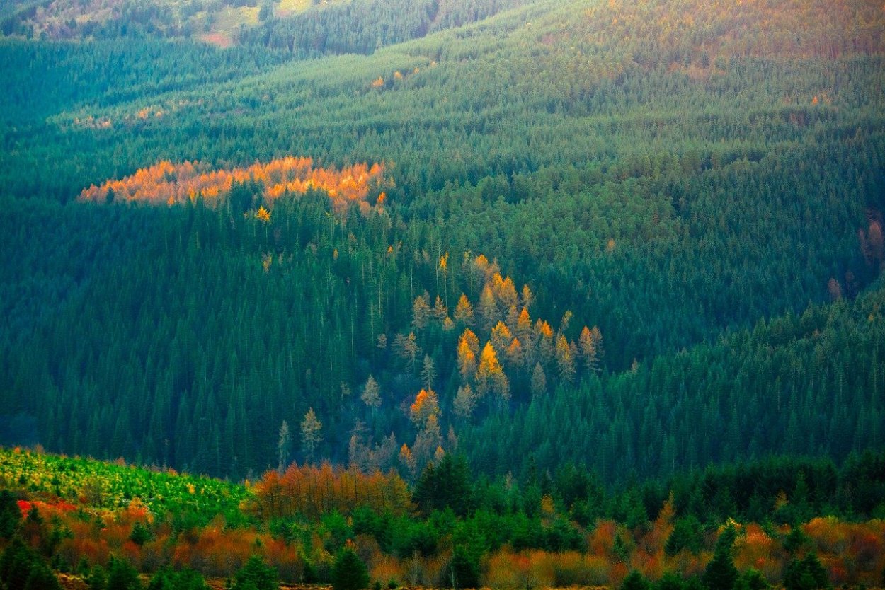 Сибирский лес Сибирская Тайга