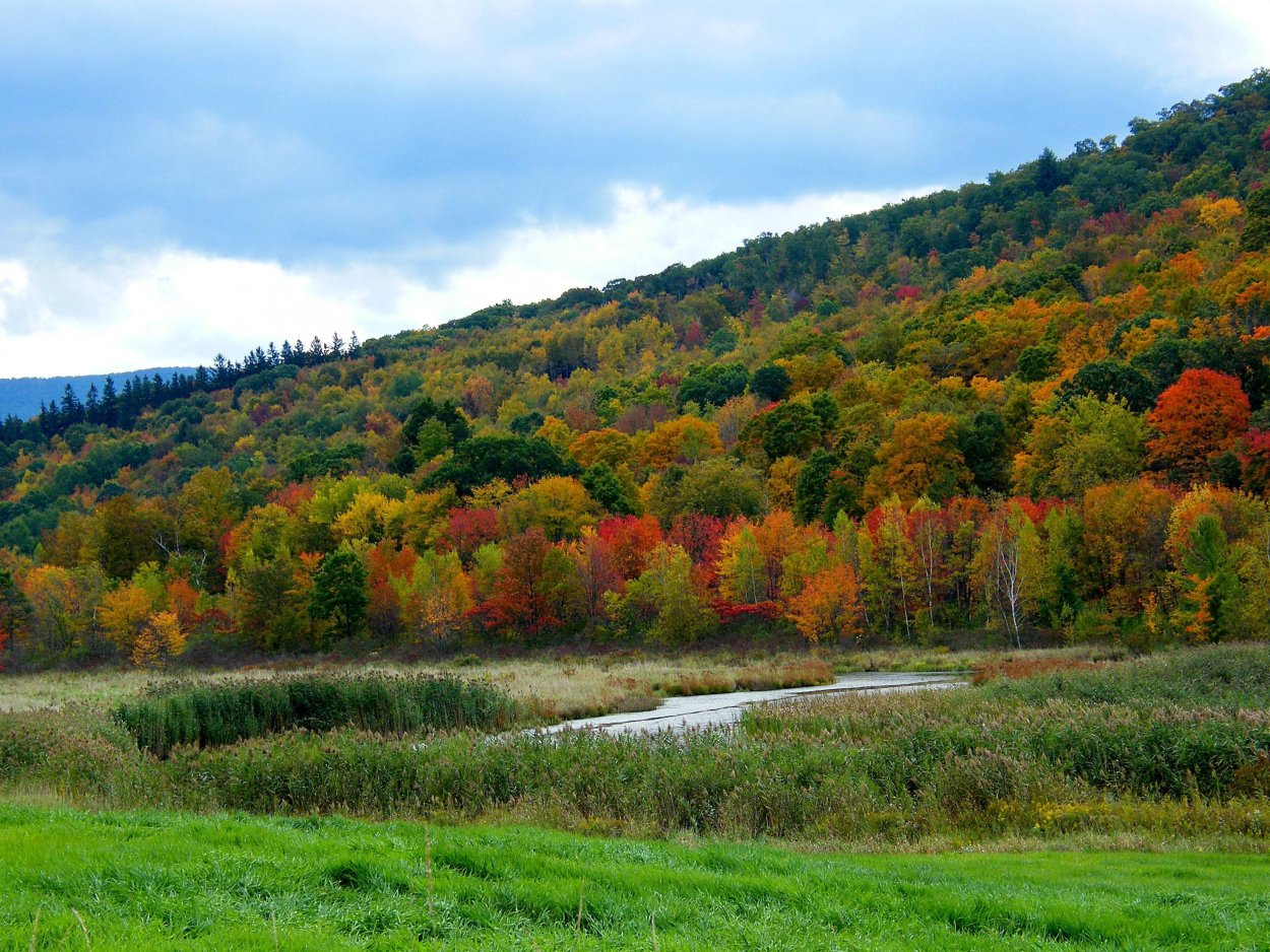 Лес Вермонт
