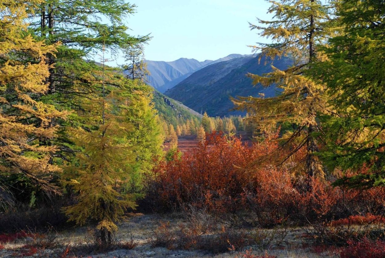 Уссурийская Тайга Сихотэ Алинь