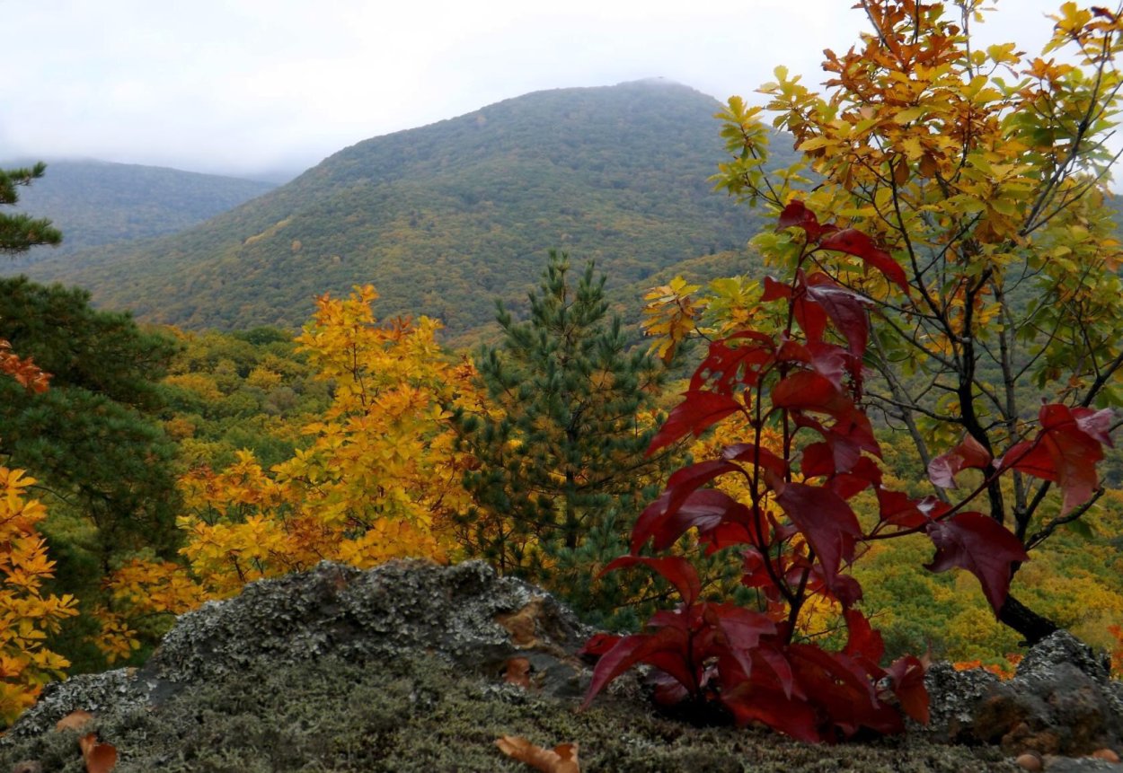 Уссурийская Тайга Сихотэ Алинь