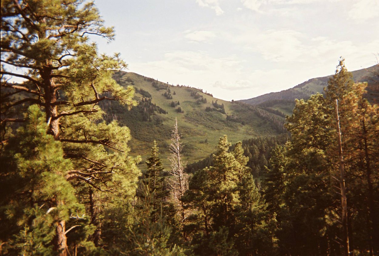 Хвойно-широколиственные леса дальнего Востока