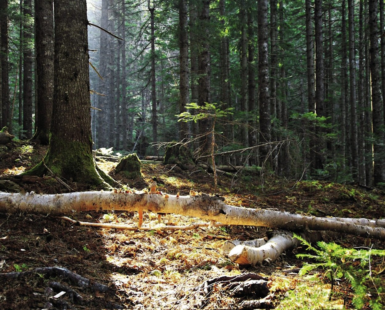 Леса Сахалинской области