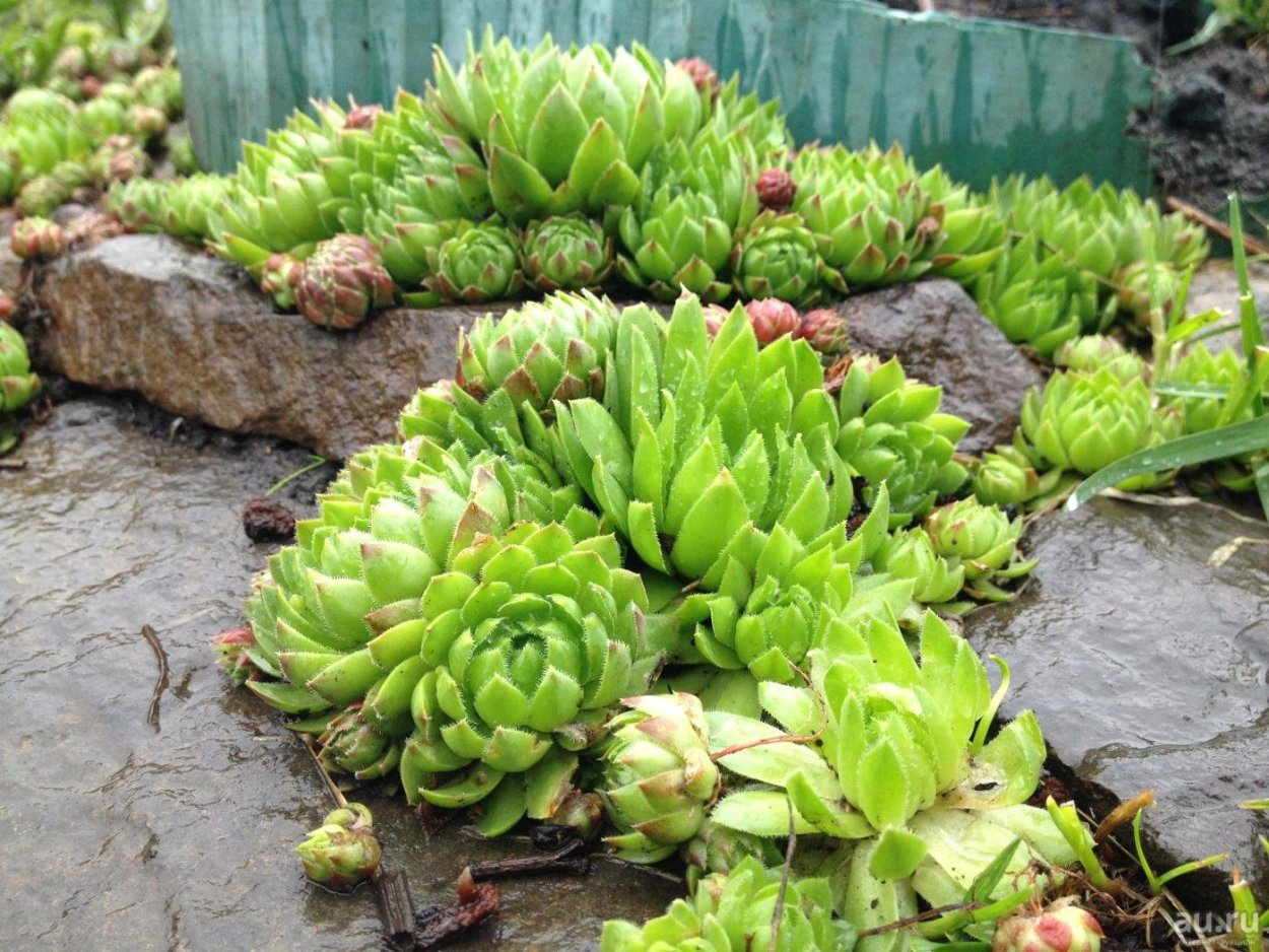 Седум Очиток каменная роза