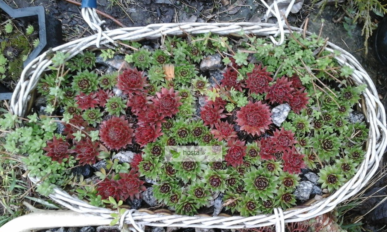 Молодило на клумбе с другими цветами