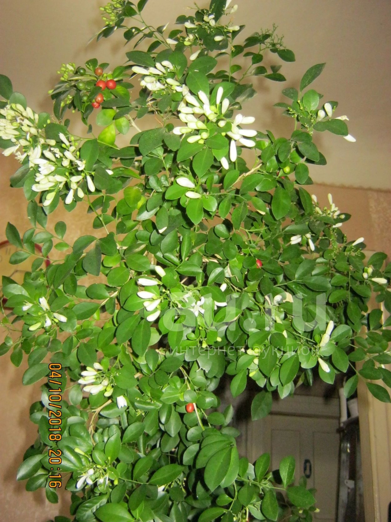 Мурайя Жасмин