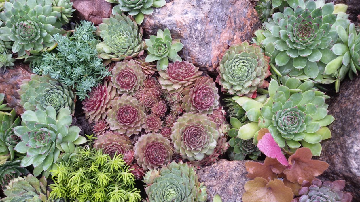 Альпийская живучка Sempervivum