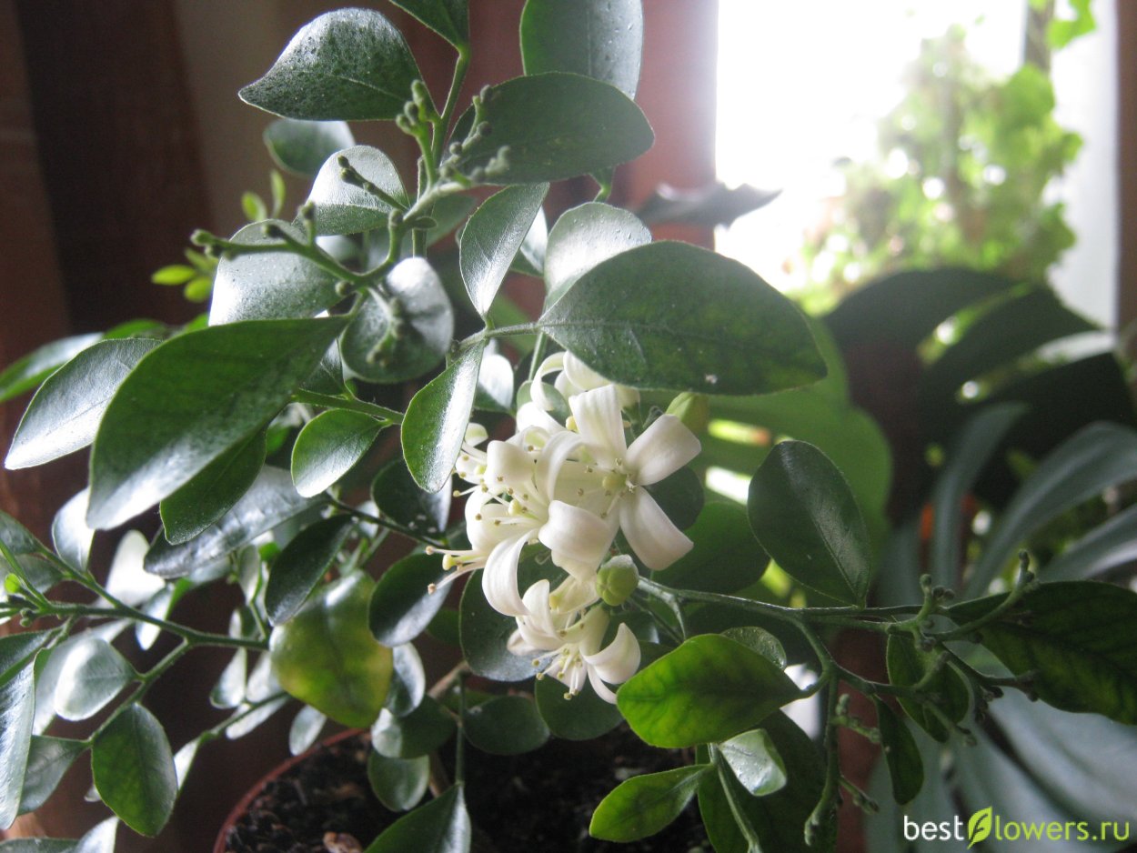 Мурайя голландская