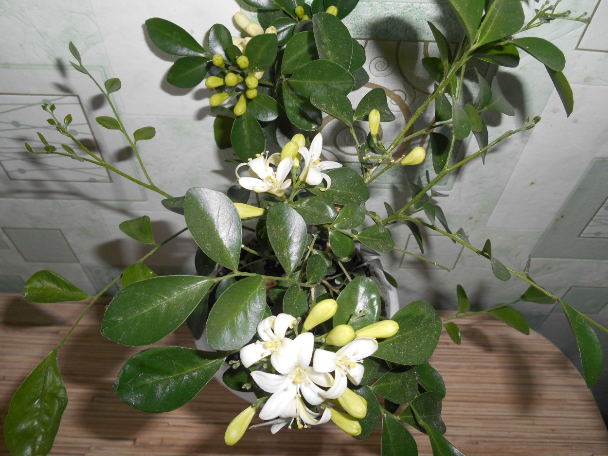 Муррайя карликовая Росток