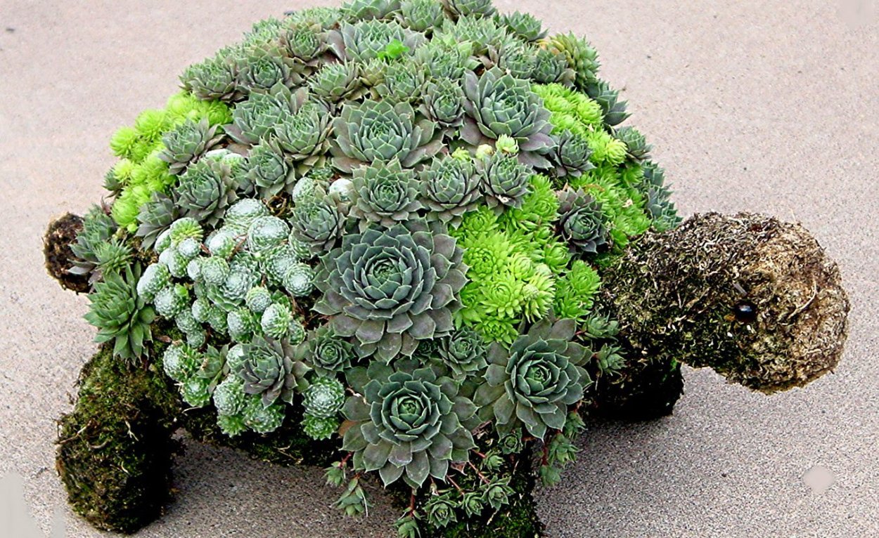 Каменная роза почвопокровник