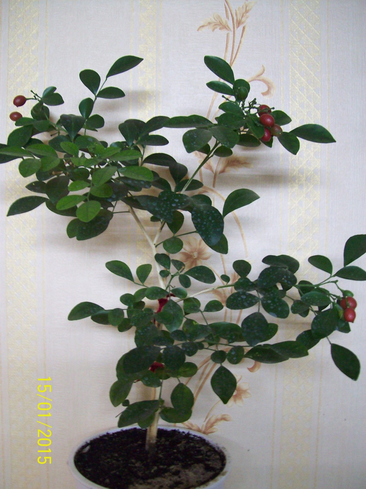 Мурайя бутоны