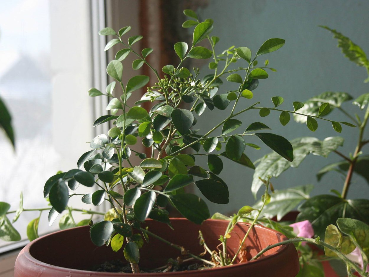 Муррайя фикус