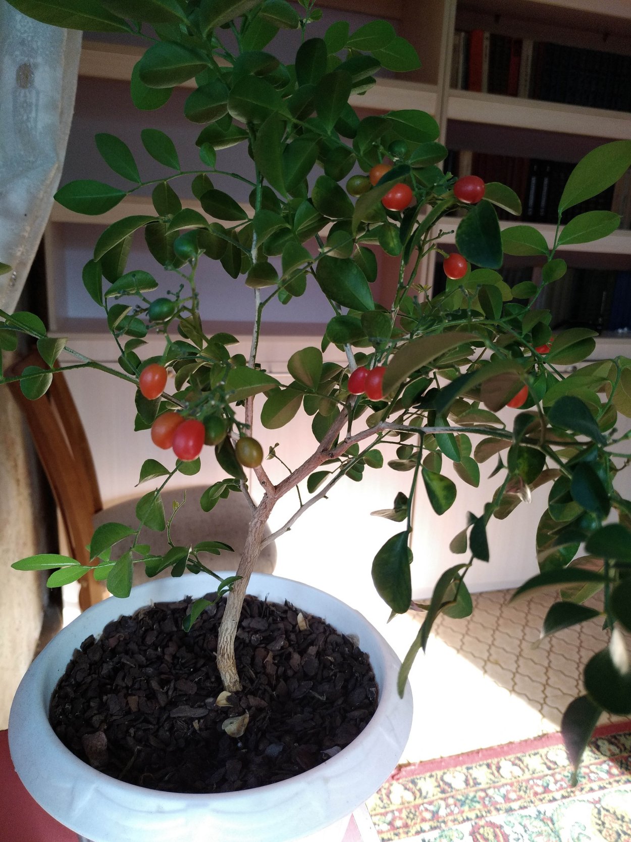 Муррайя карликовая Росток