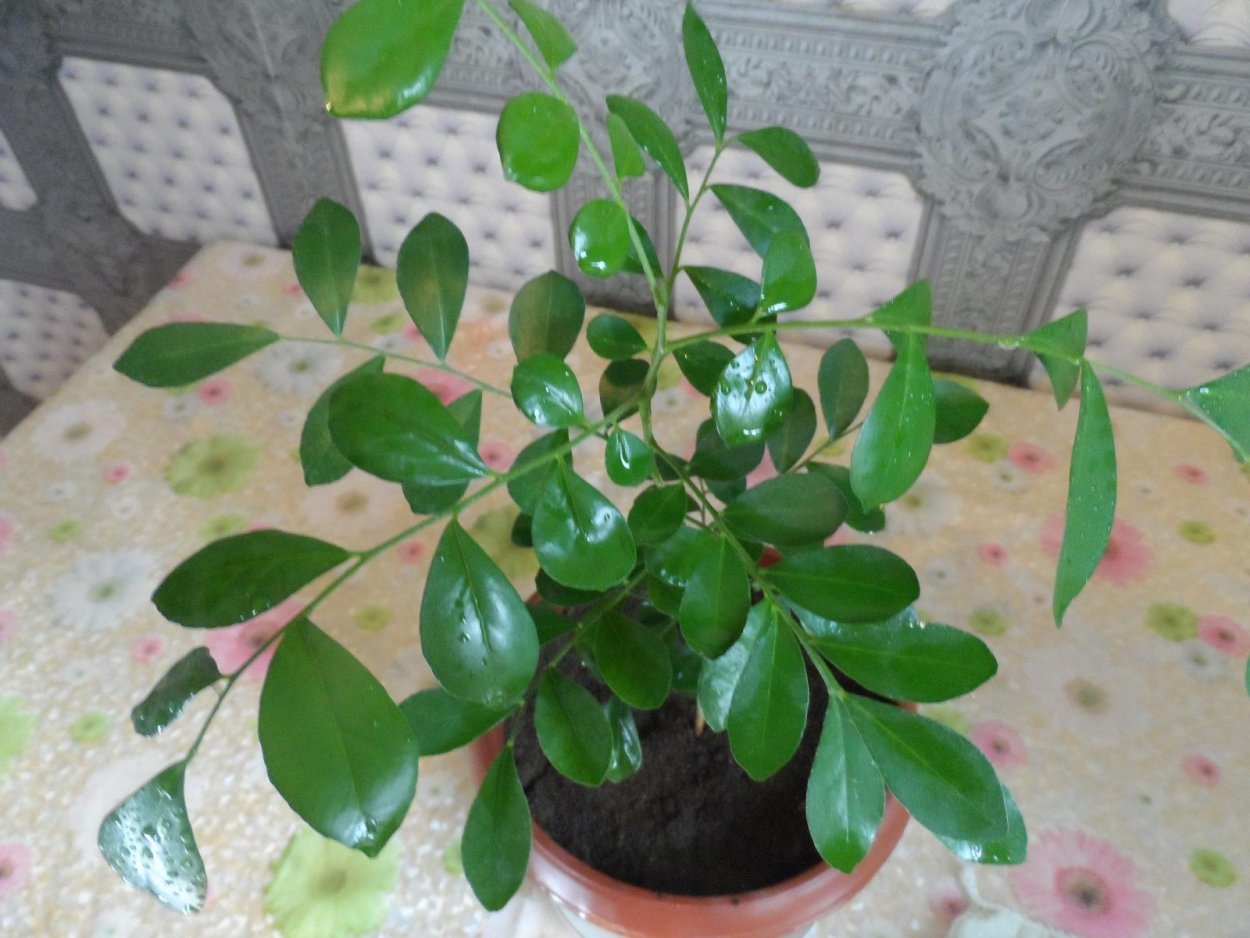 Болезни мурайи метельчатой