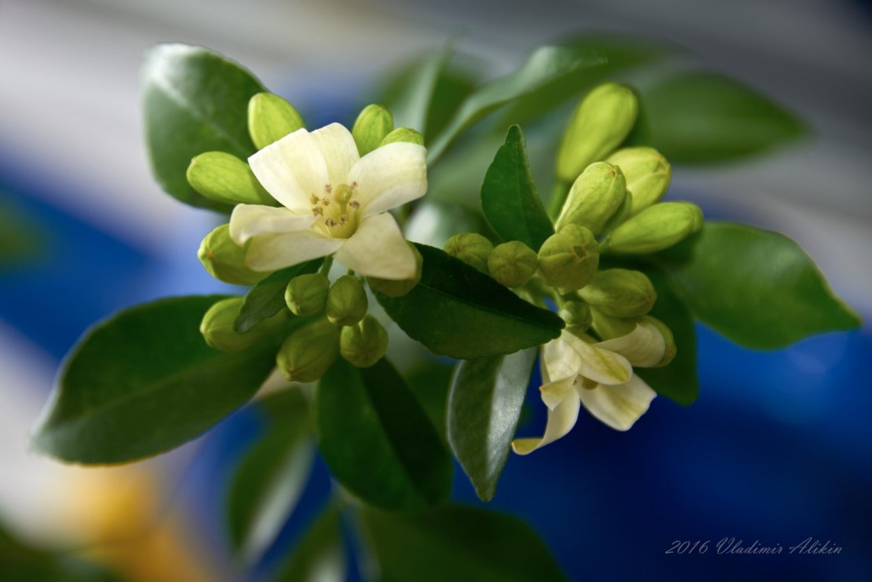 Мурайя индийская