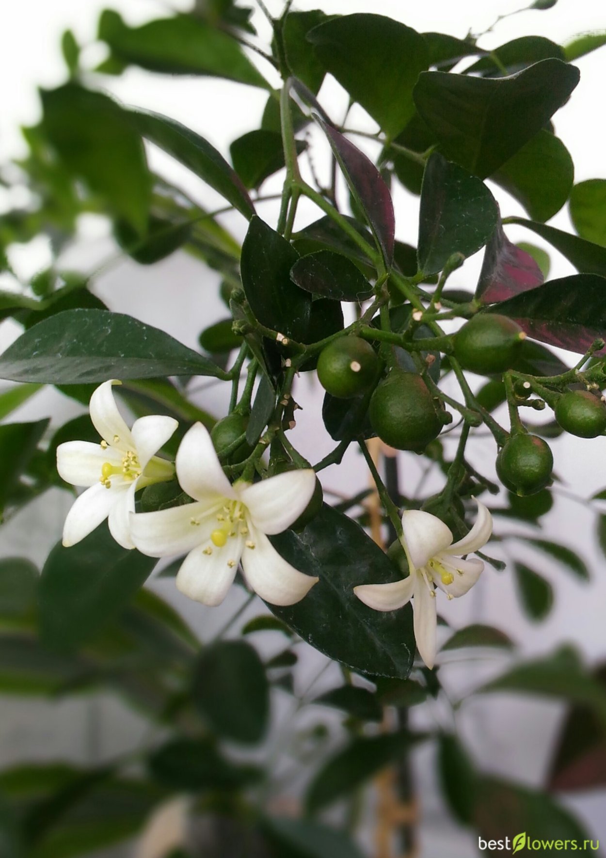 Мурайя Японика