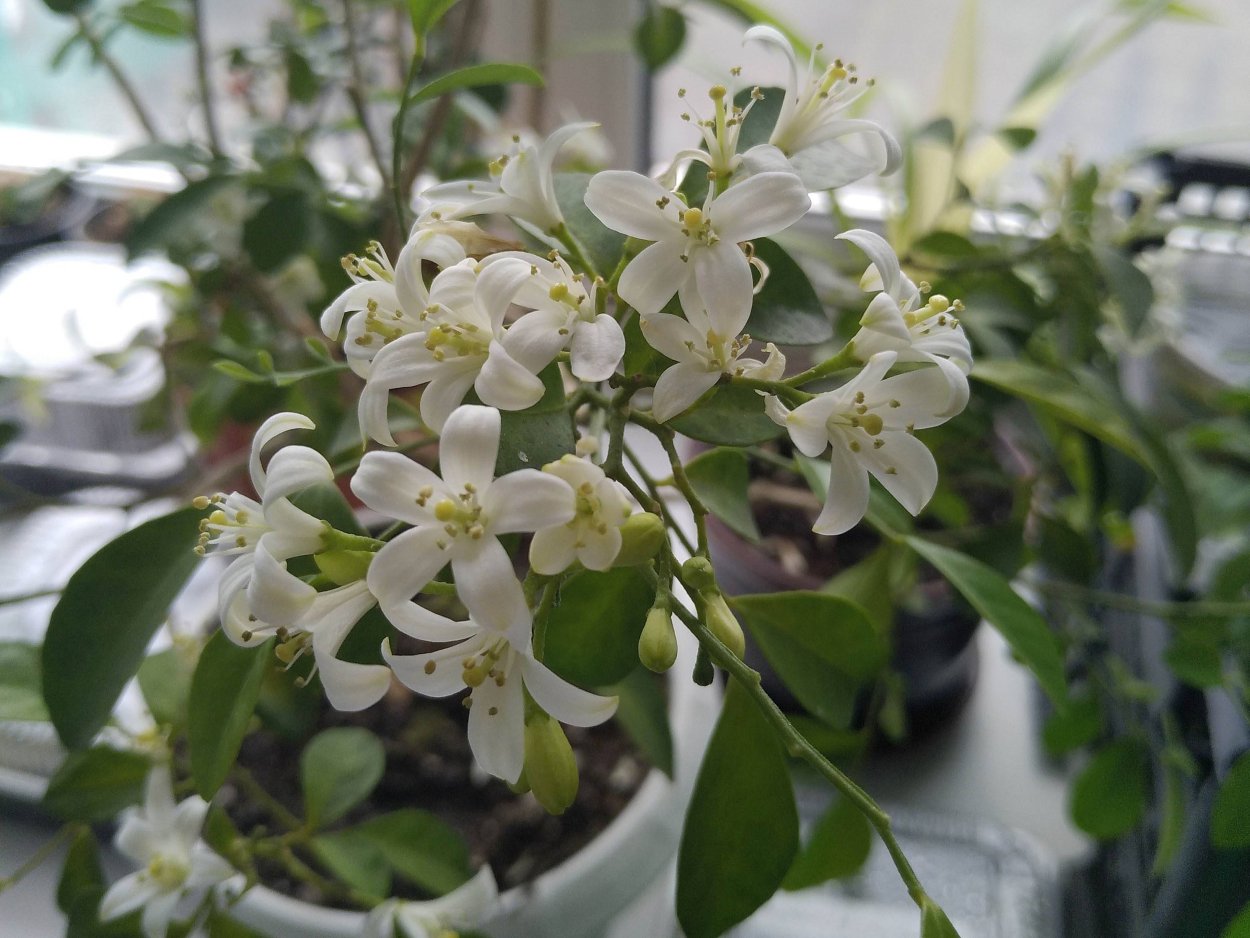 Мурайя метельчатая цветок