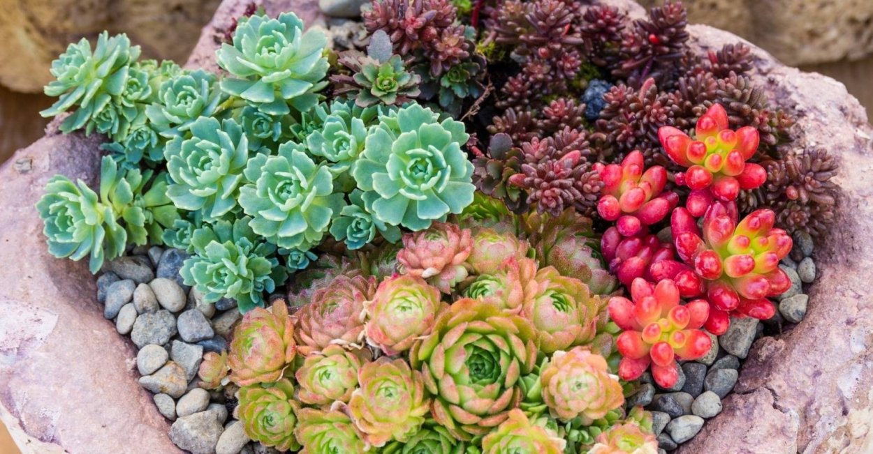 Очиток ,молодило Суккуленты