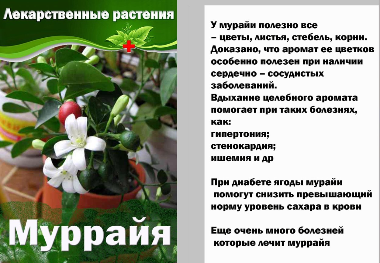 Мурайя комнатное растение лечебные свойства