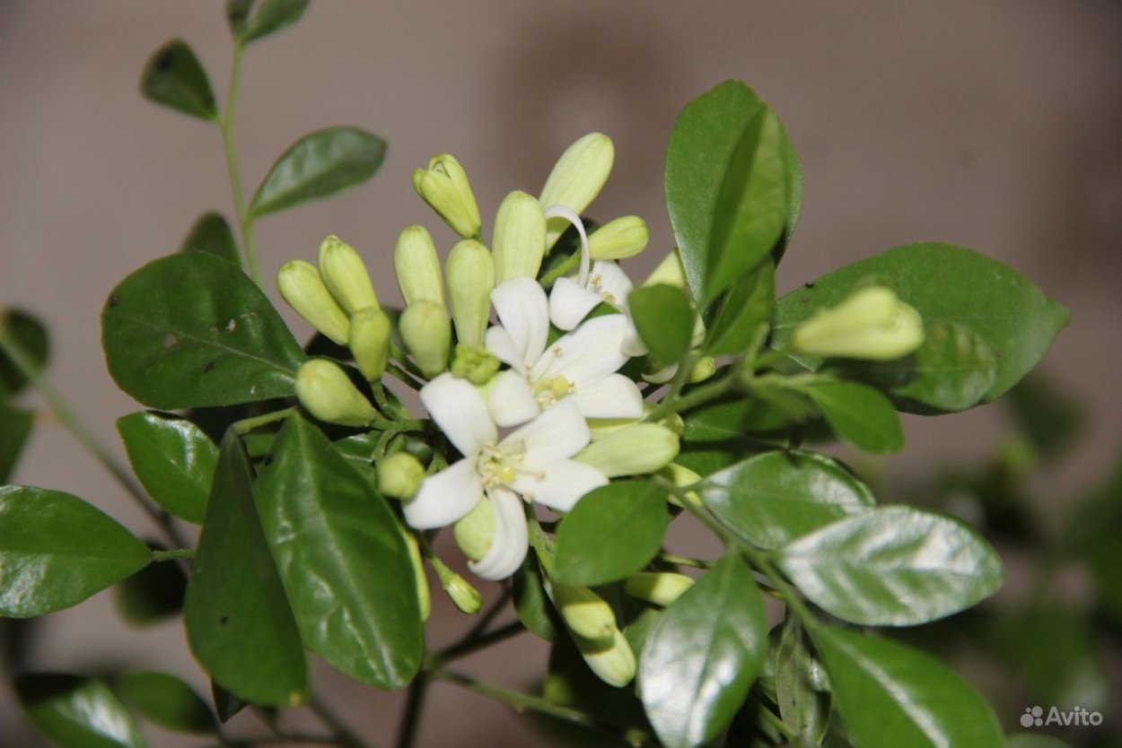 Мурайя дома