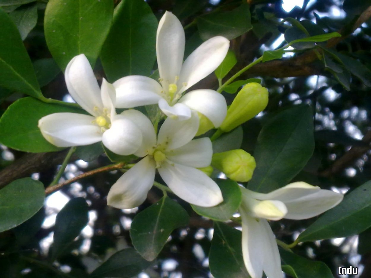 Муррайя экзотика, метельчатая, паникулата