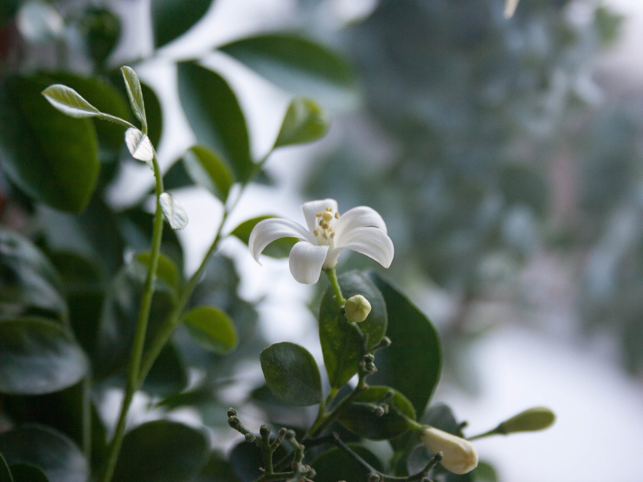 Мурайя (муррайя) / Murraya