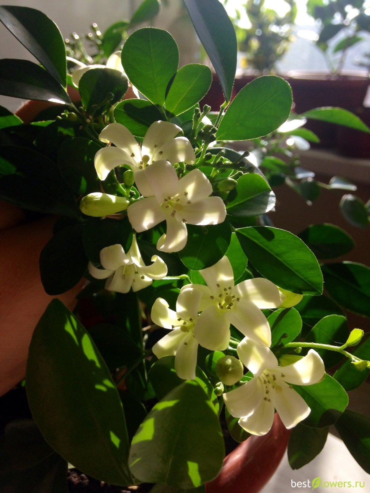 Мурайя цветок