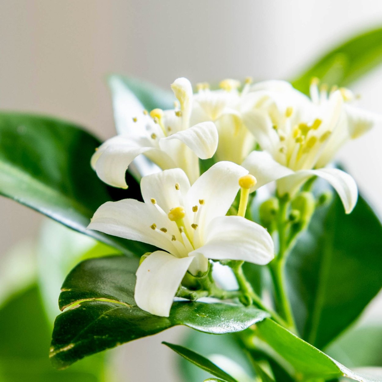 Оранжевый Жасмин растения