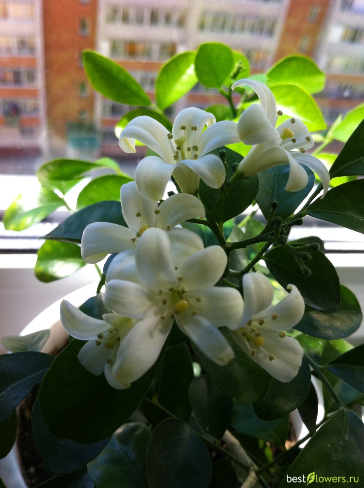 Мурайя цветок