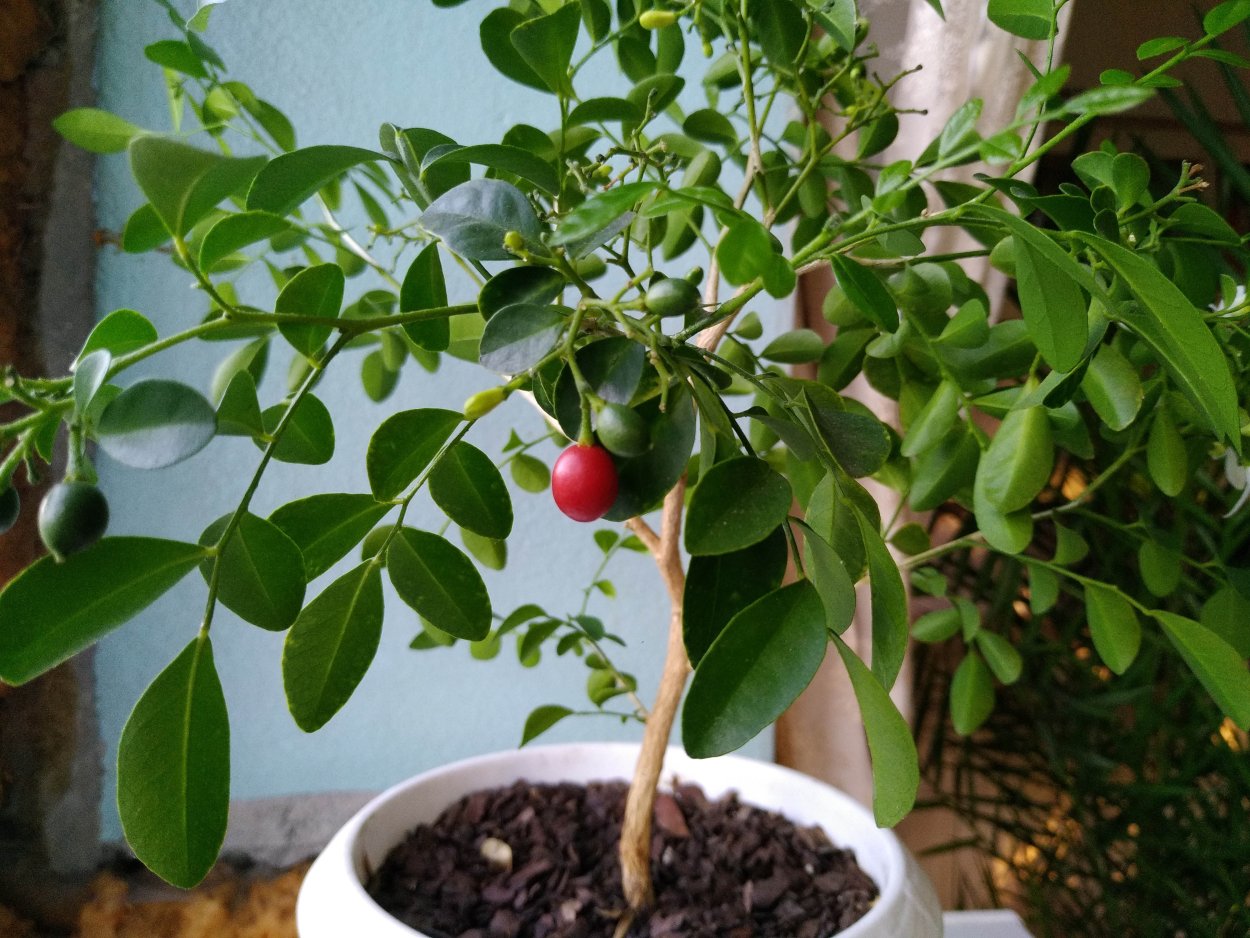 Мурайя метельчатая Росток