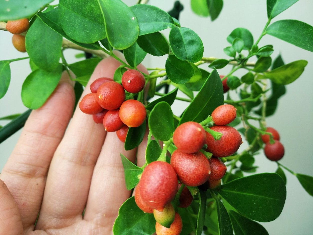 Мурайя ягоды