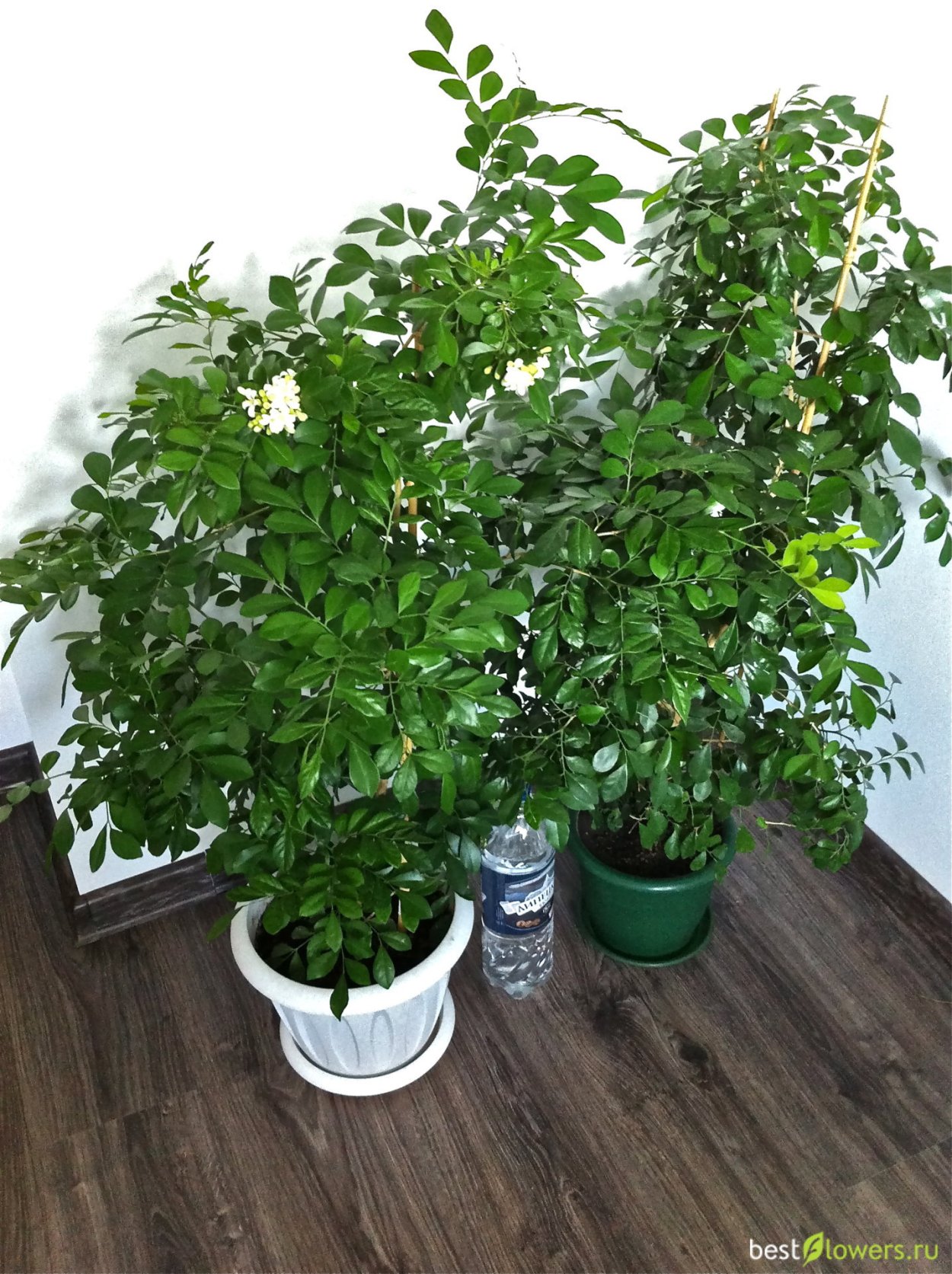 Мурайя растение