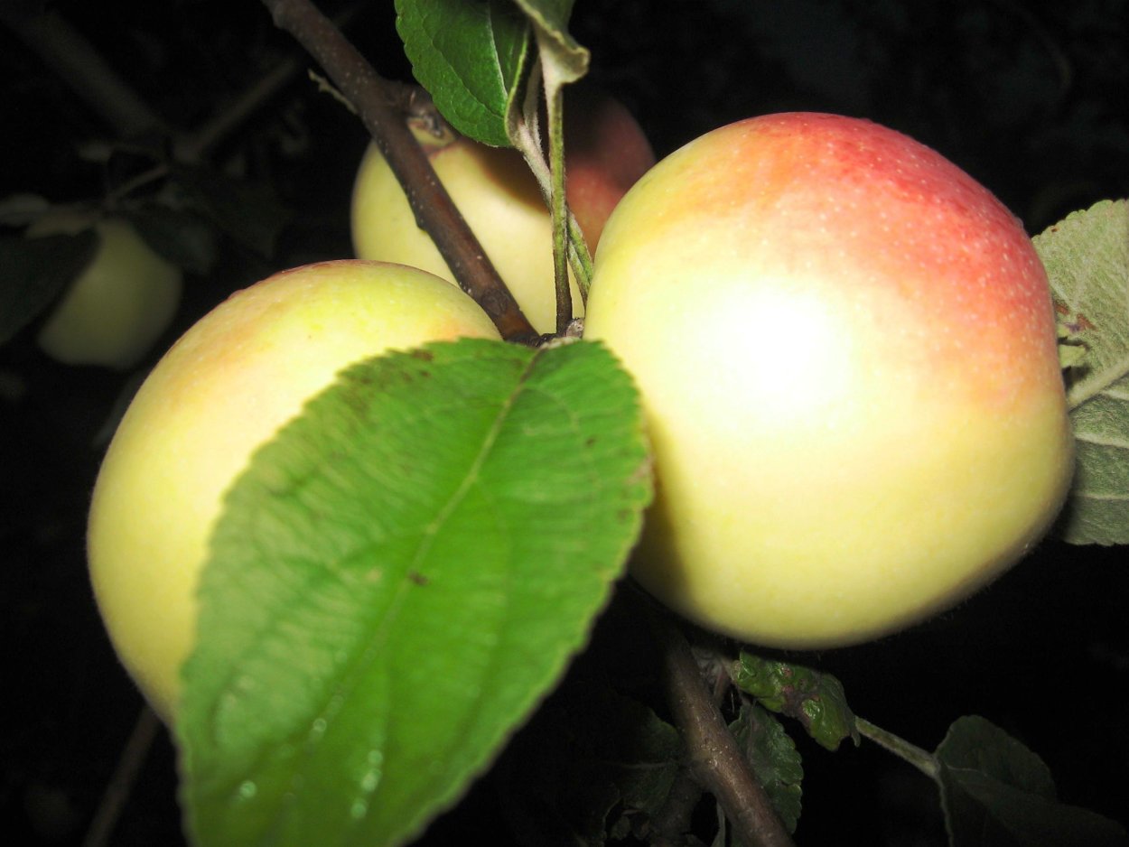 Сорт снежный Кальвиль яблоки