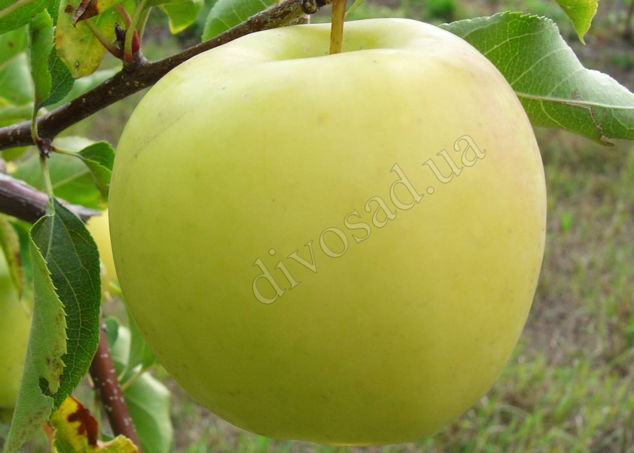 Яблоня Кальвиль снежный