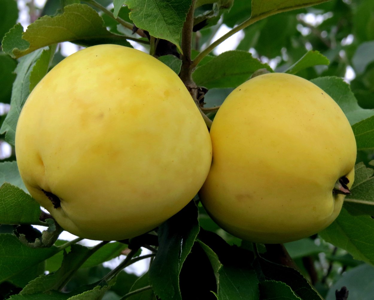 Яблоня белый налив