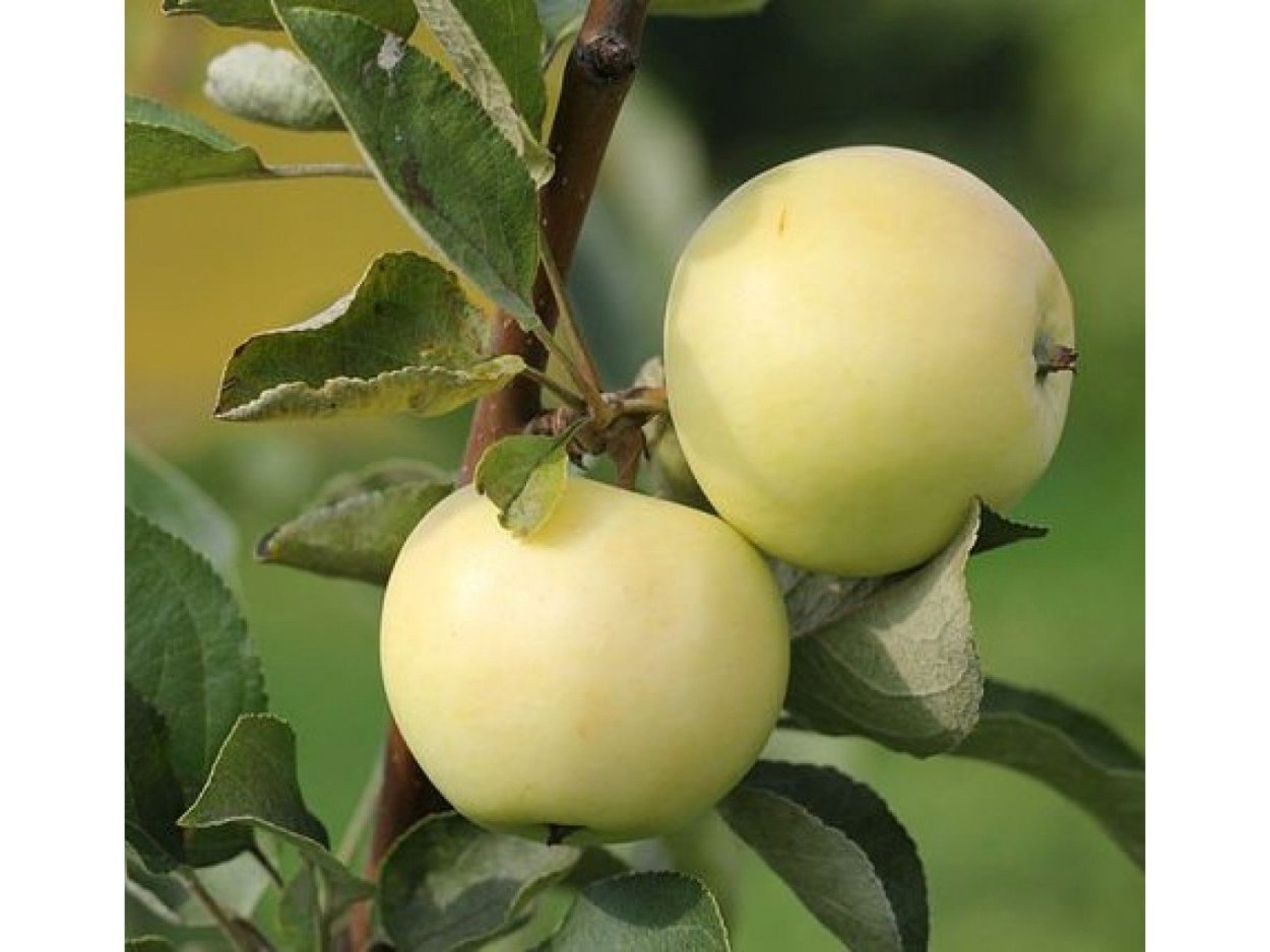 Саженцы яблоня белый налив