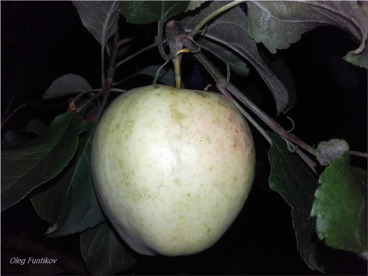 Сорт яблони белая роза