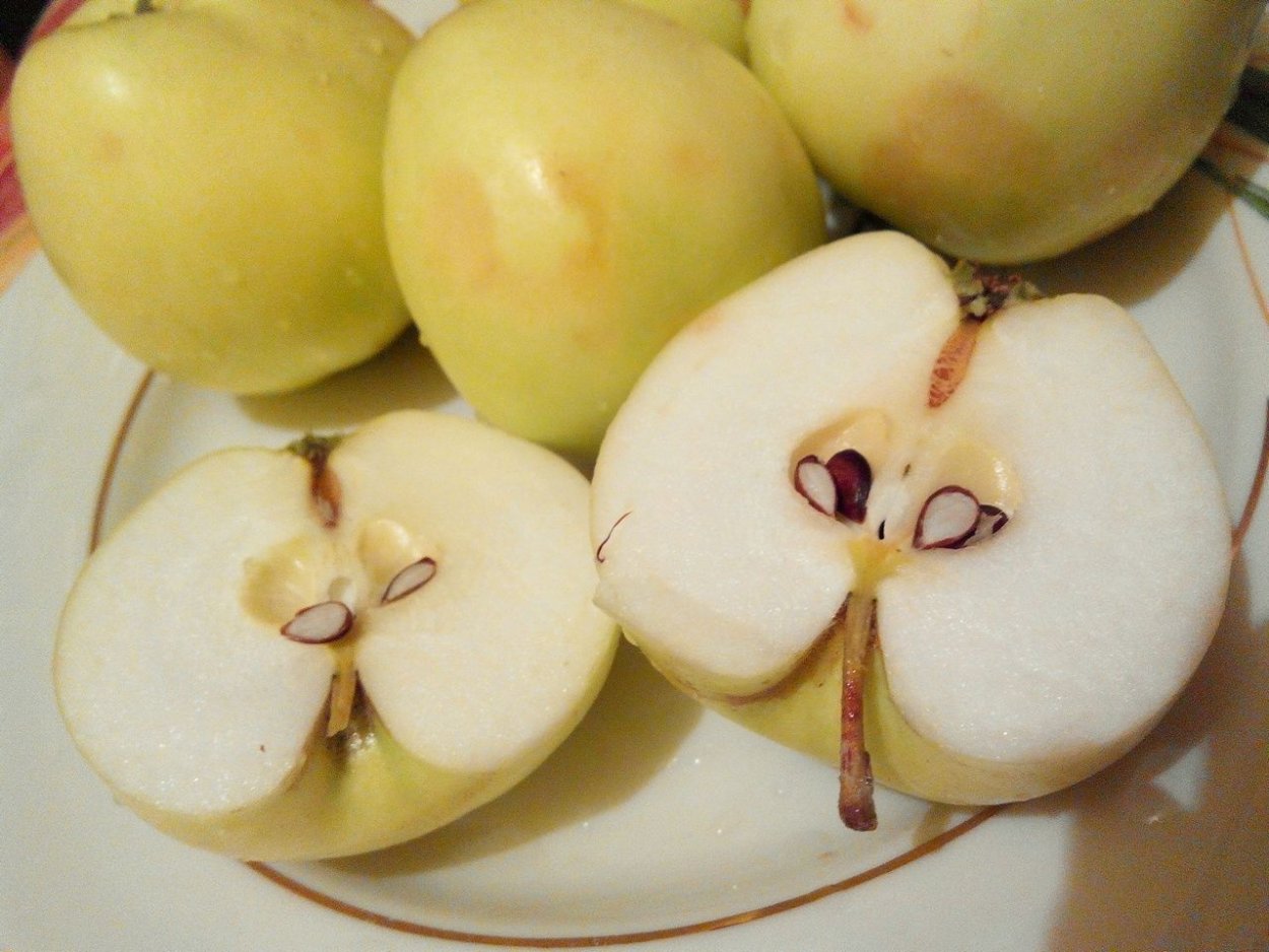 Сорт яблони Кальвиль снежный