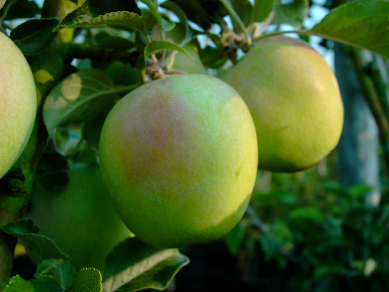 Яблоня сапфир