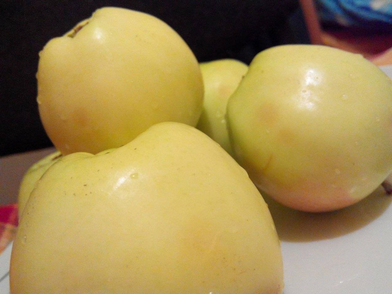 Яблоки снежный Кальвин