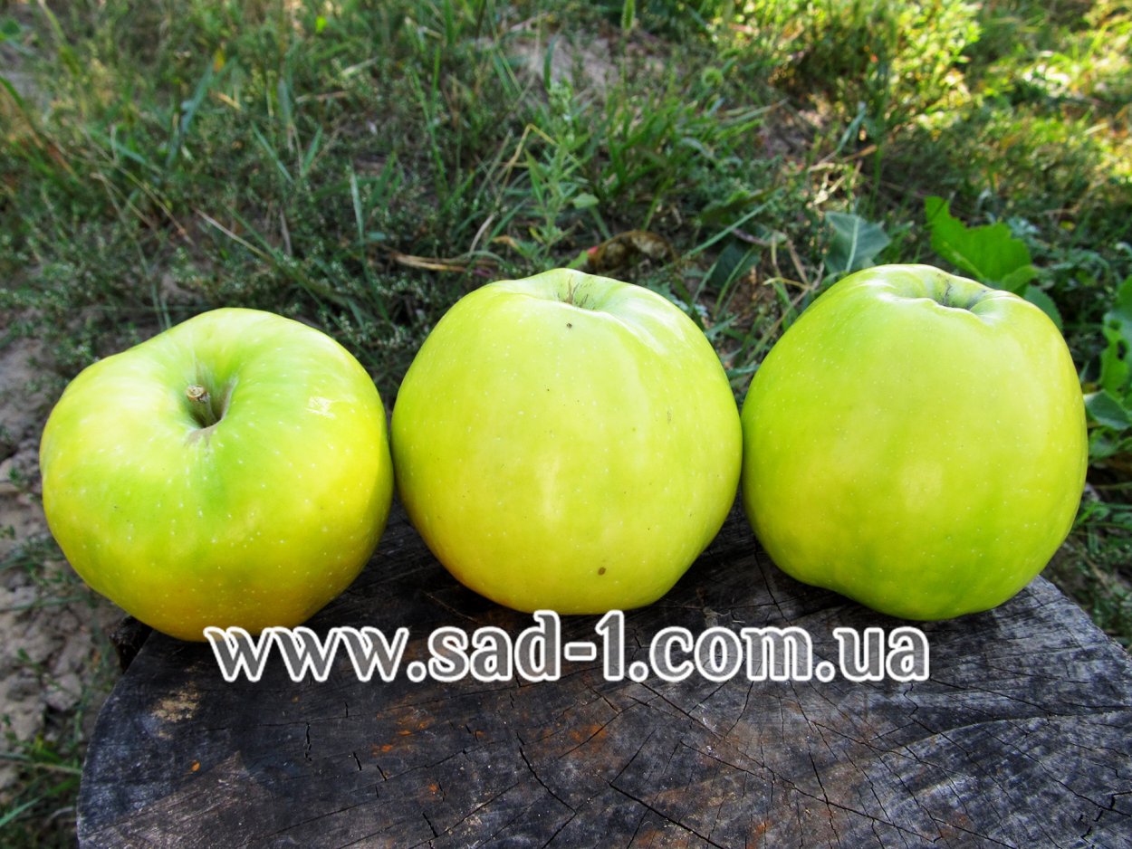 Яблоня Кальвиль снежный