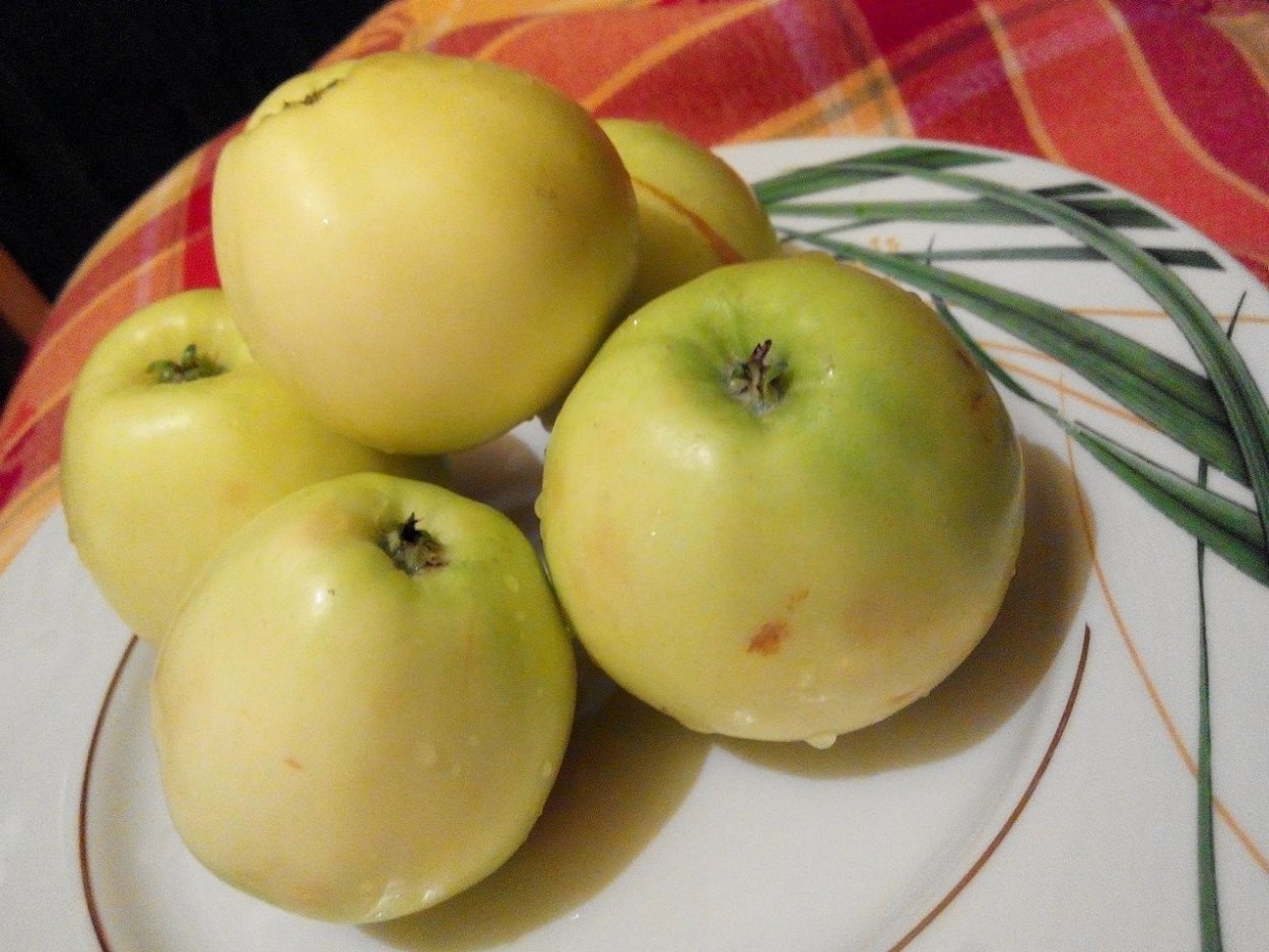 Сорт снежный Кальвиль яблоки