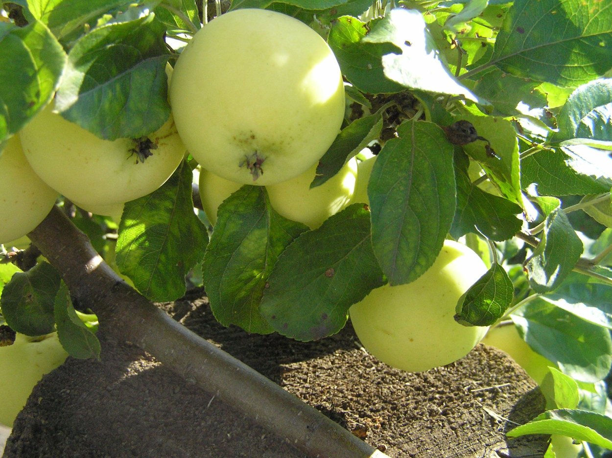 Яблоня белый налив Окс