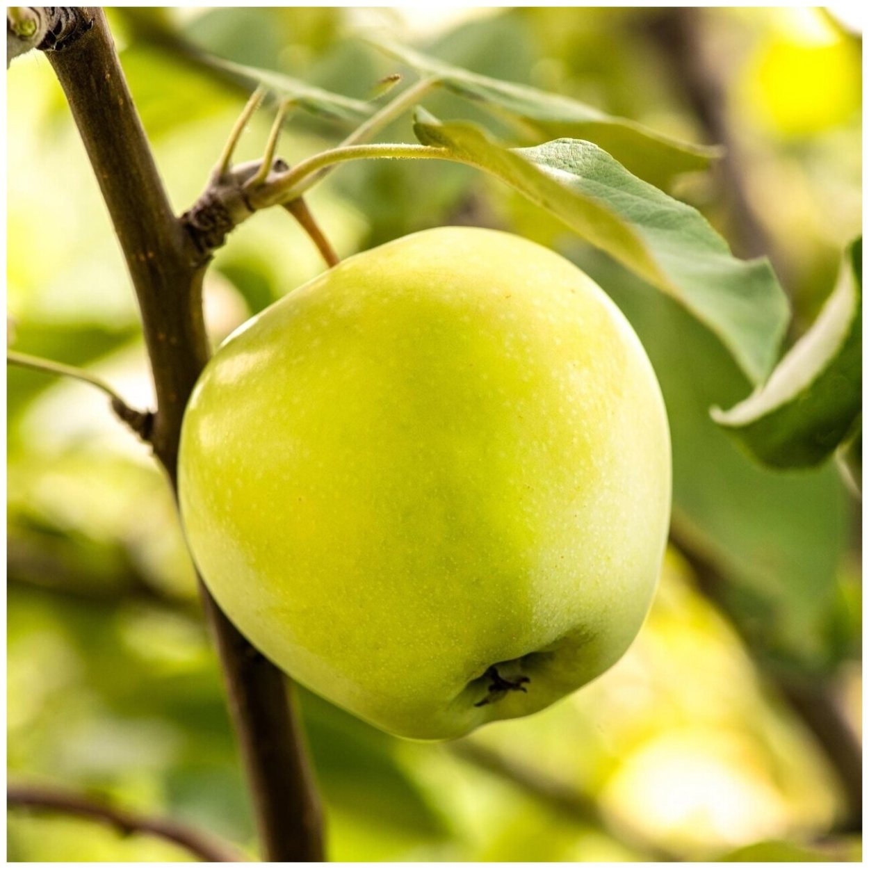 Снежный Кальвиль яблоки