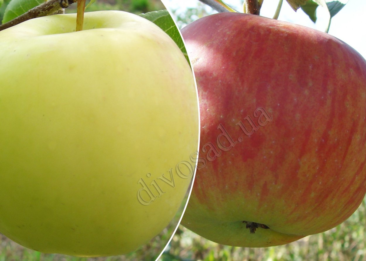 Яблоко Кальвиль и перо пальвина на веранде смвидом на иоре