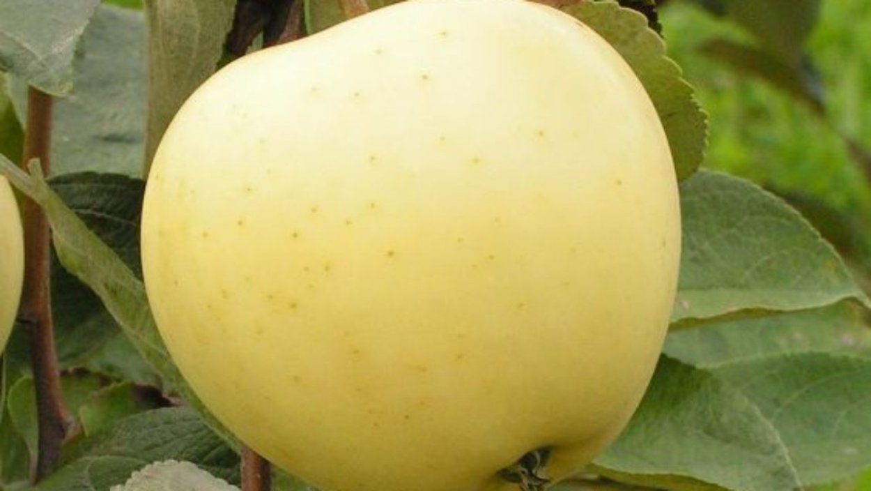 Сорт яблок белый налив