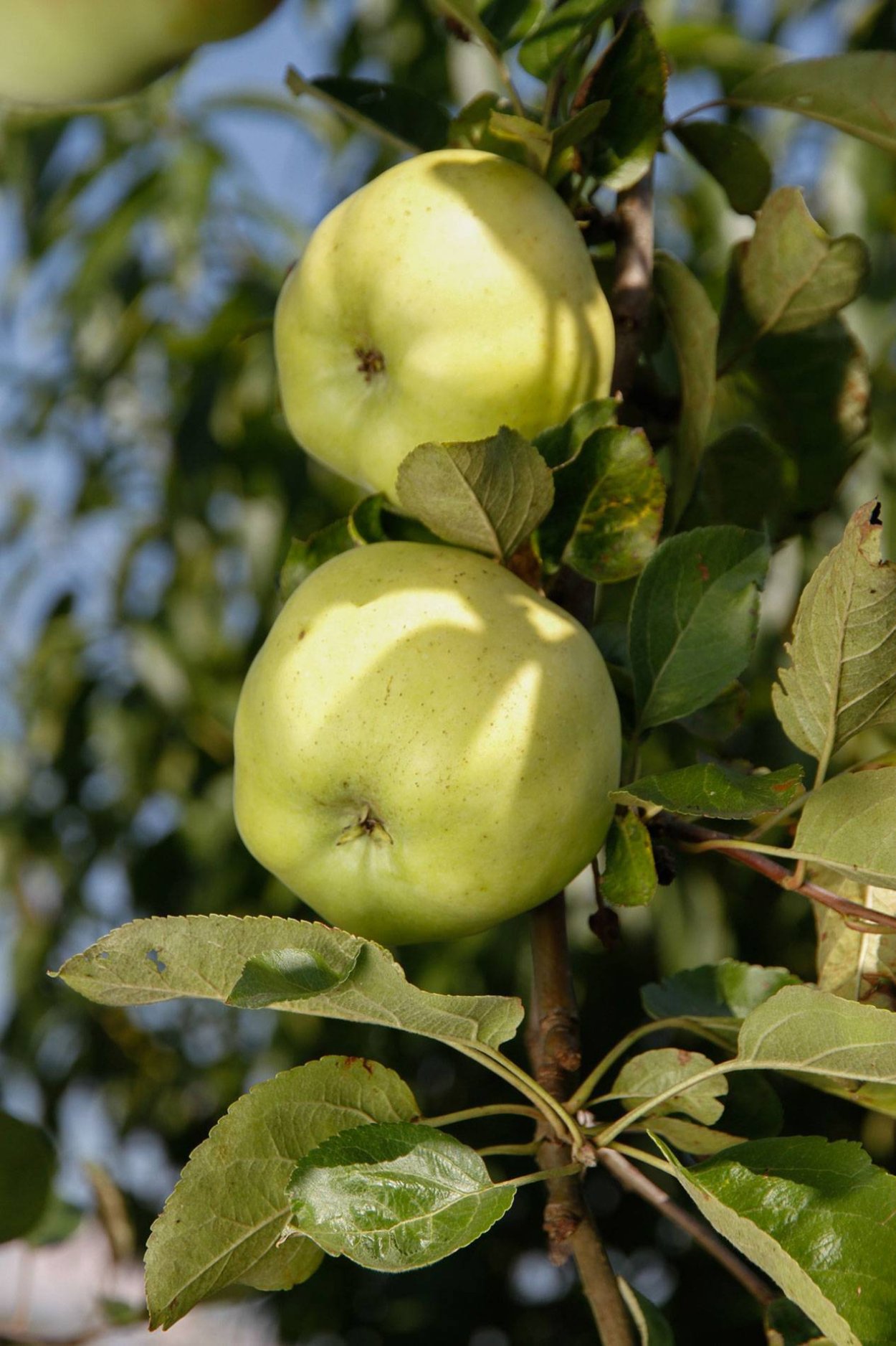 Снежный Кальвиль яблоки