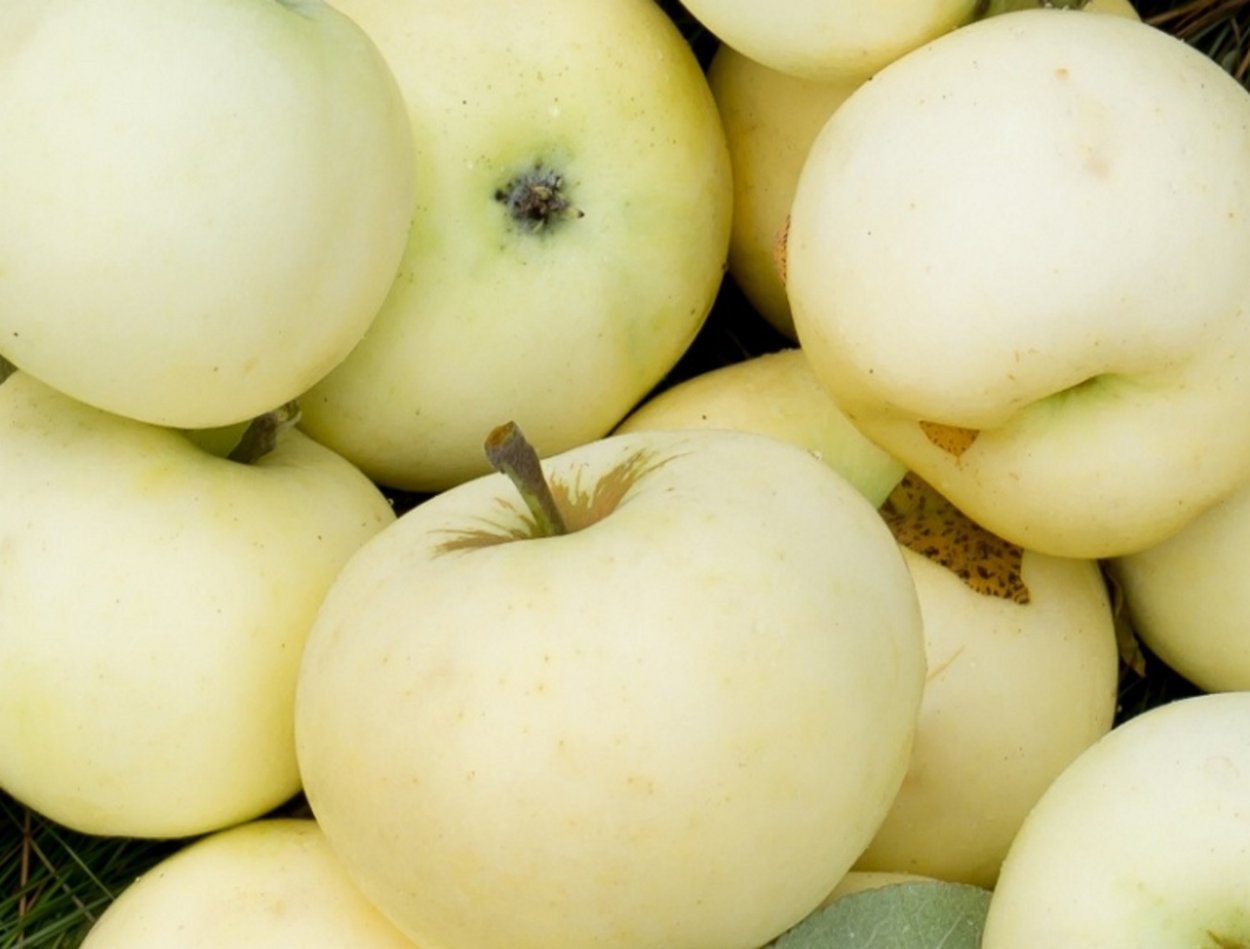 Яблоко снежный Кальвиль белый