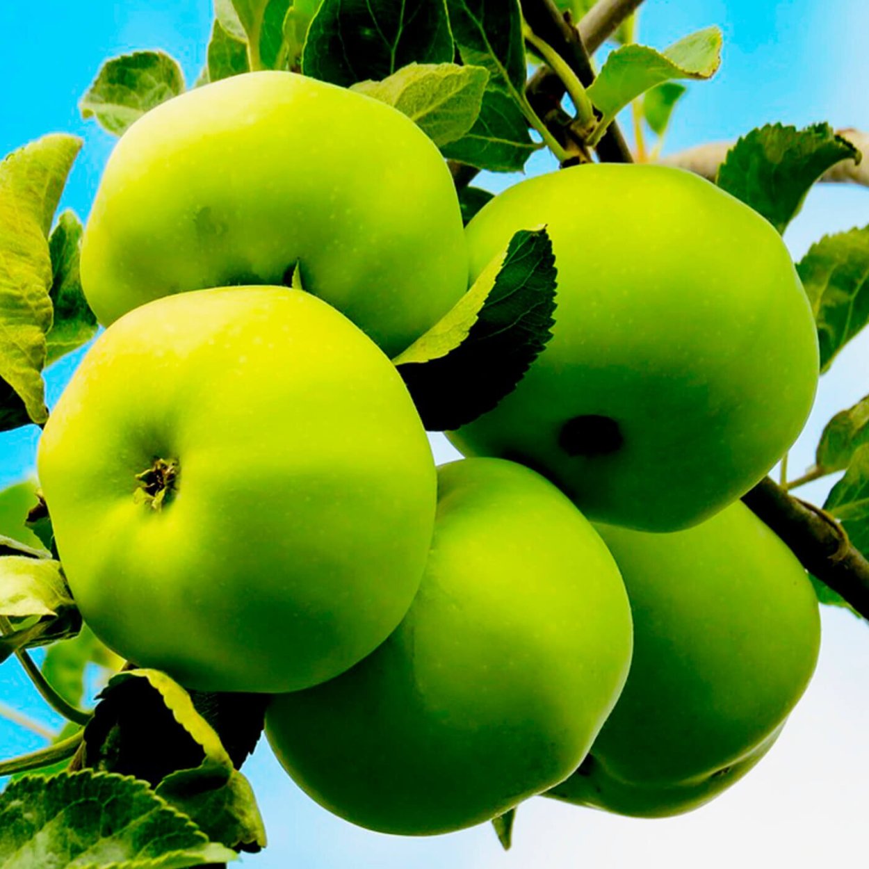 Яблоки ранние желтые